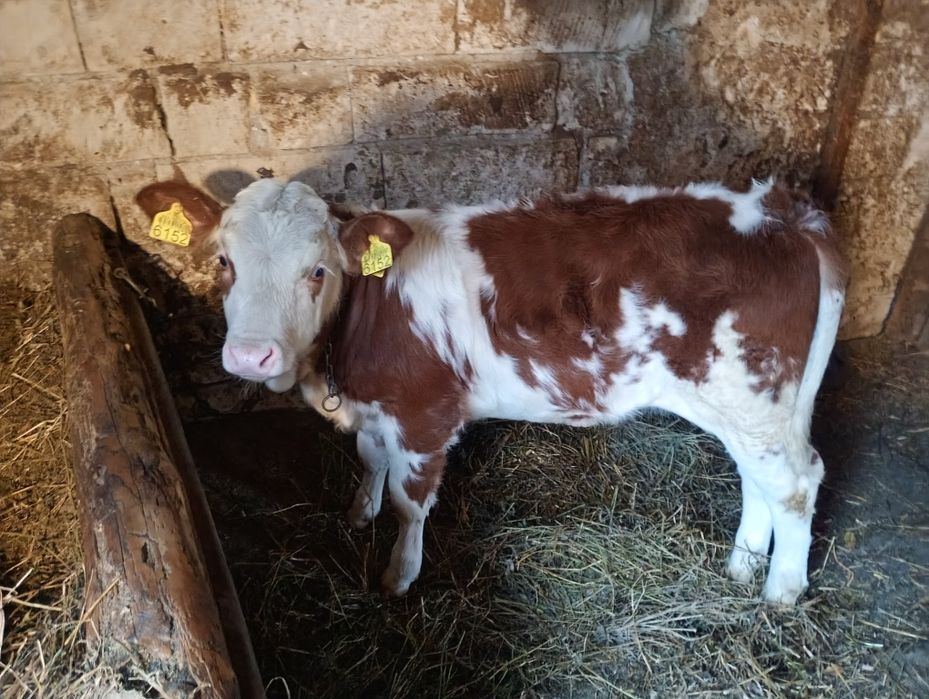 Vând vițea baltata românească