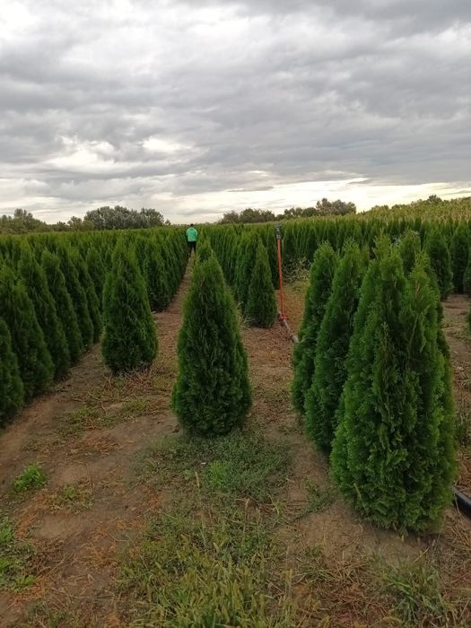 Vând tuia thuja smaragd diferite dimensiuni