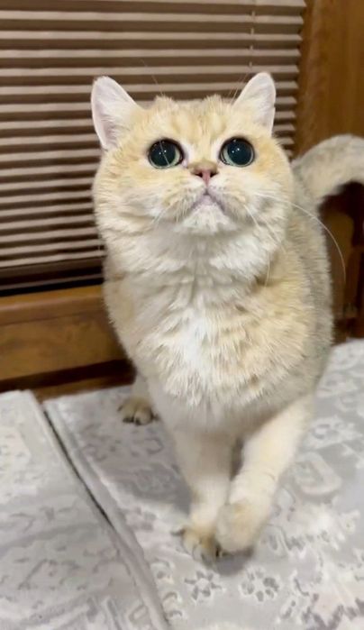 Продаются девочки британки ny11