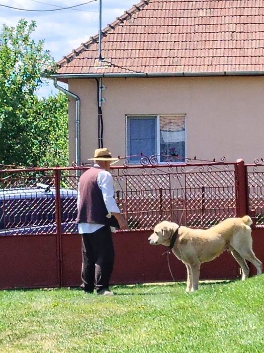 Vand caine ciobanesc