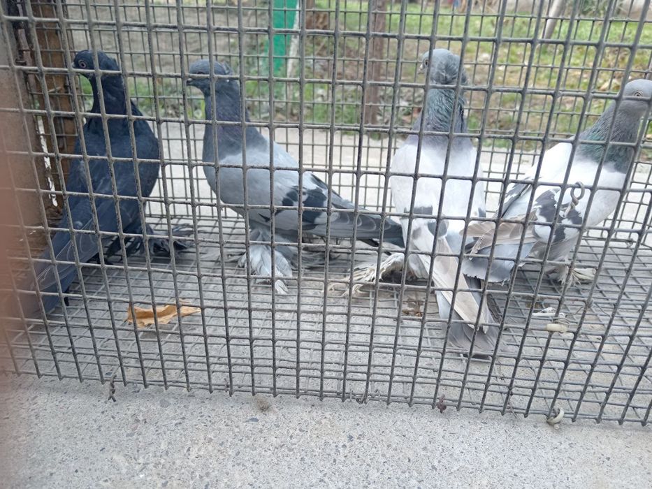 Oq udi kok udi i qora mala oyiniga jovob ota onasi oynab yurgan