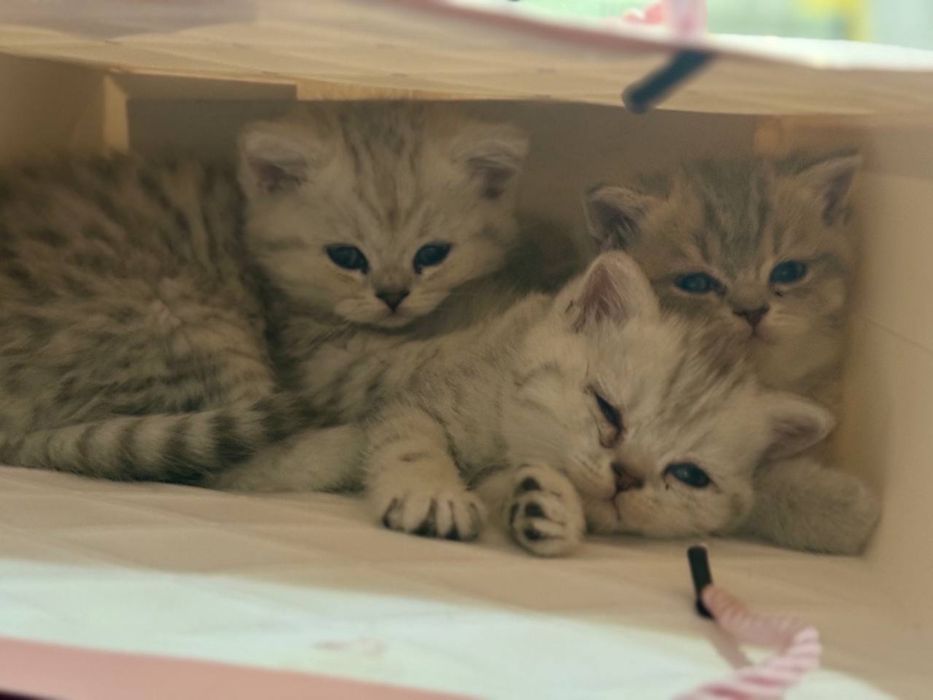 Шиншила котёнки