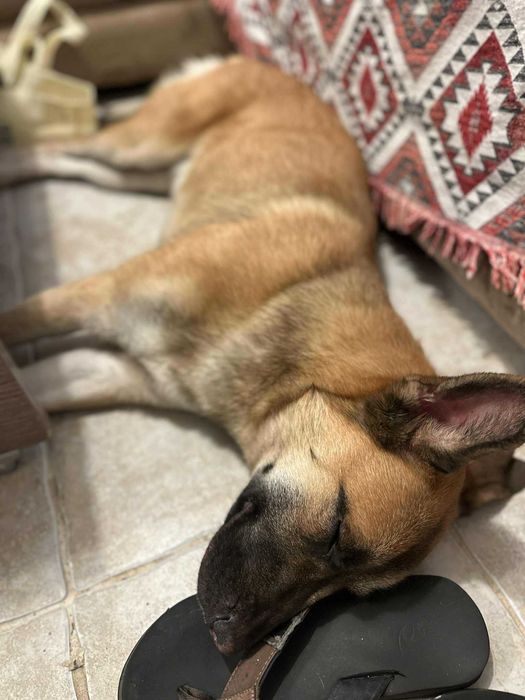 Страхотен Шарено-Очко търси Дом