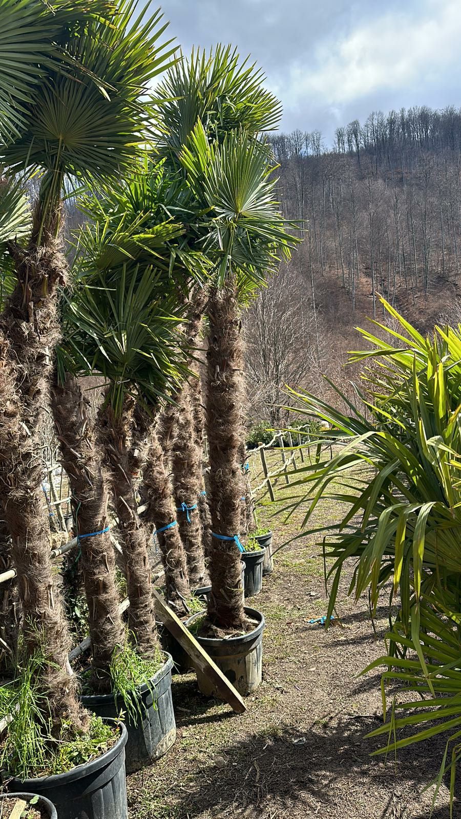 Palmieri trachycarpus fortunei rezistent la frig
