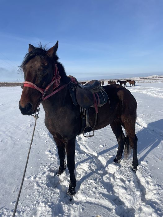 Жорга кунан сатылады жуас