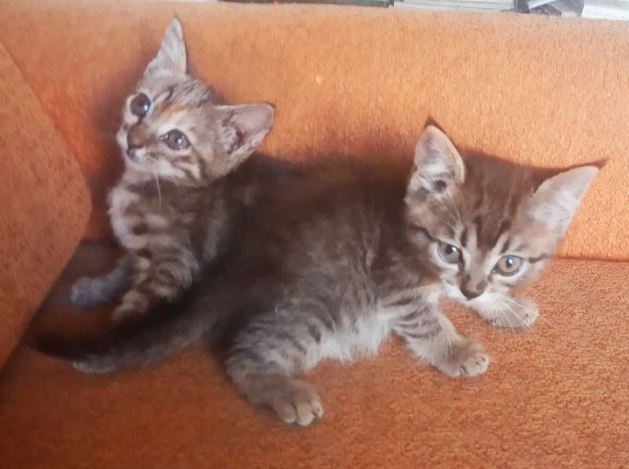 Домашние котята в добрые руки. Смотрите другие объявления автора.