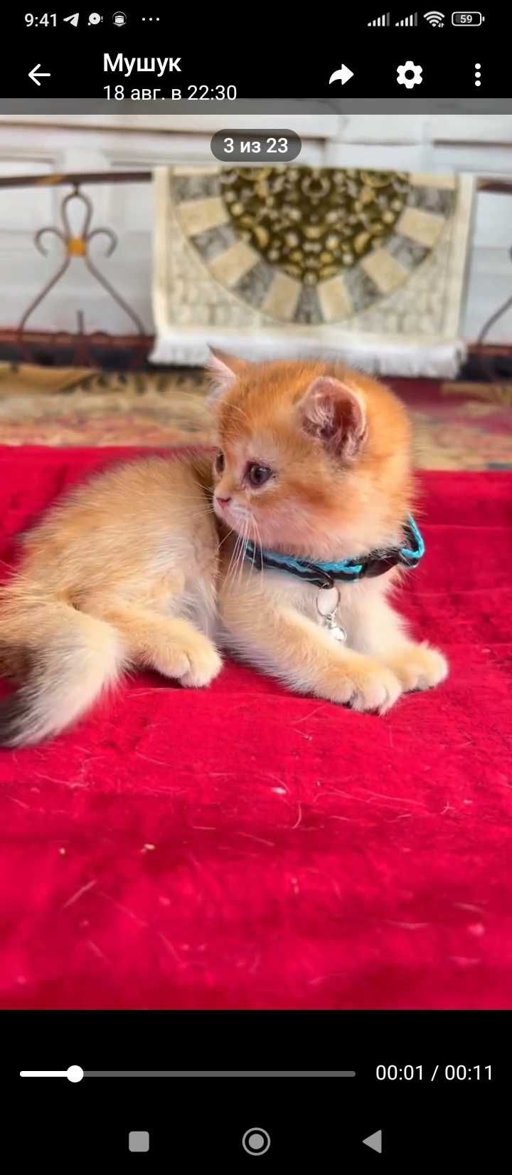 Мушук британский шиншила
