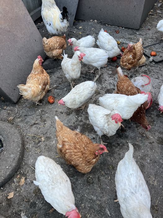 Куры домашние и несушки продаются