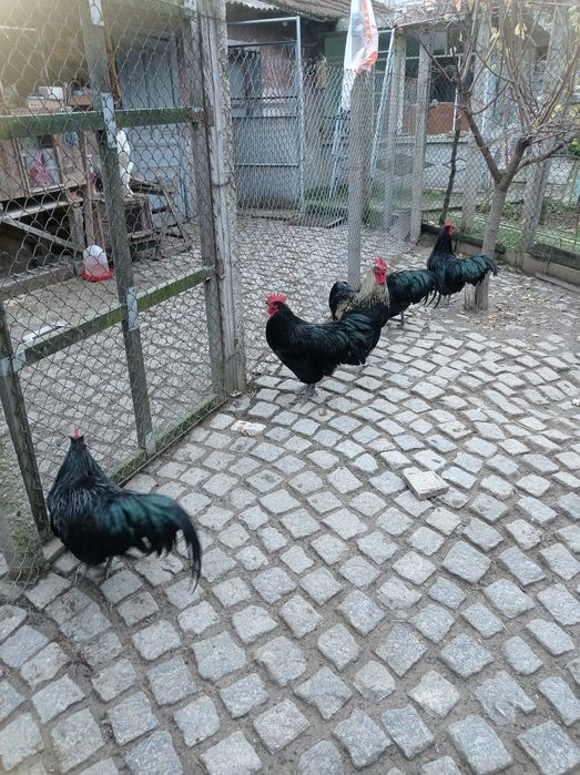 Продавам петли 6 месечни Австралорп