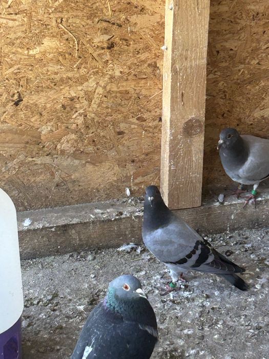 Vand porumbei voiajori