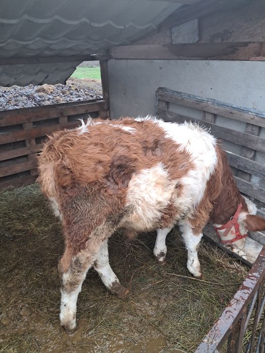 Vand vitel cu varsta de 4,5 luni