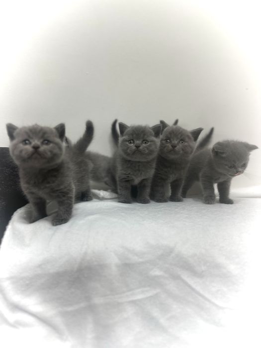 Британска късокосместа