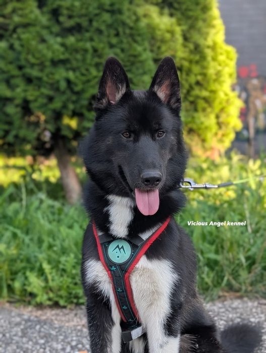 Siberian husky pedigree