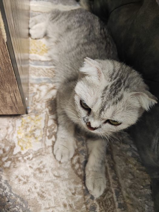 Продаю кошку шотландская порода