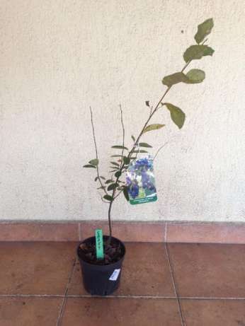 Vand afin canadian saskatoon(smokey) de 3ani la pret de 15 LEI