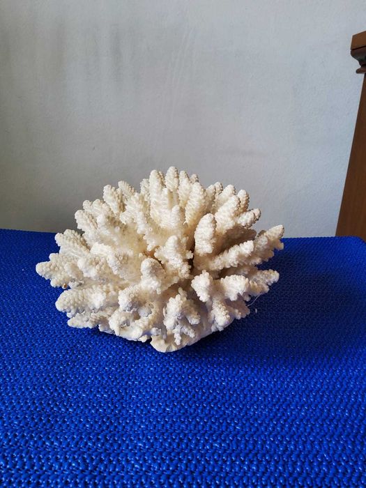 Coral acvariu decorativ