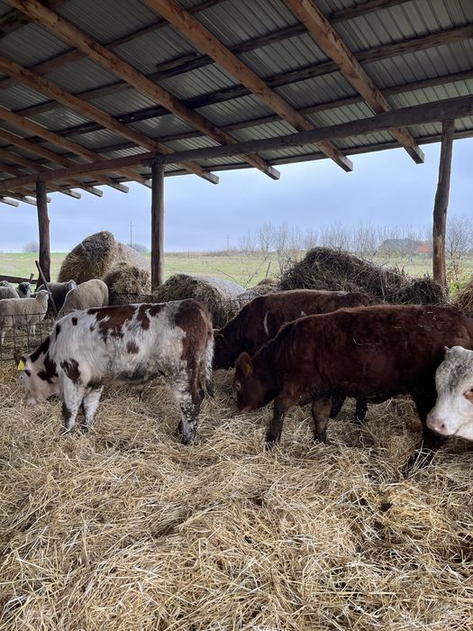 Vand un lot de vitei