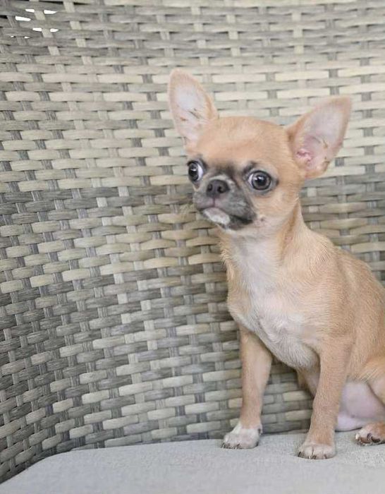 Мъжко мини чихуахуа лилав фаун на пет месеца