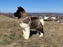 Pui de Akita American cu pedigree !!!