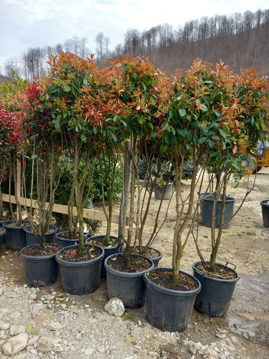 Tuia smarald Tuia Leilandi copaci ornamentali