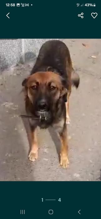 Дворняжку отдам в хорошие руки.