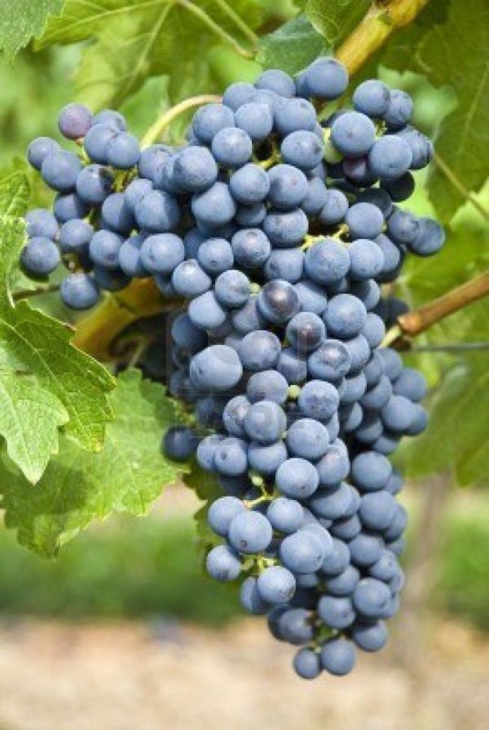 Vita de vie nobila de vin 19 soiuri