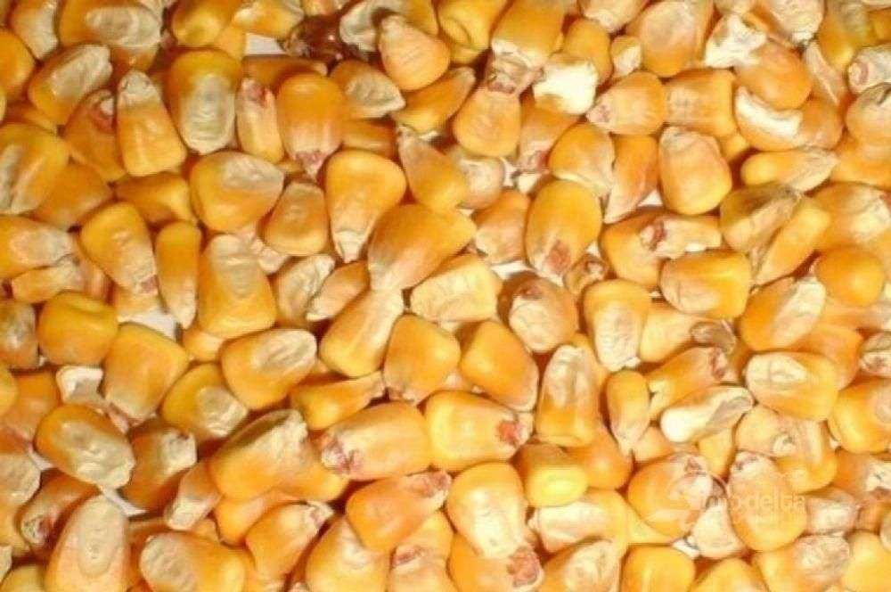 Porumb, uruiala marunta, tarate de grau si multe altele