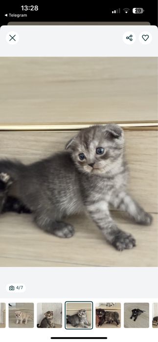 Котята породистые вислоухие