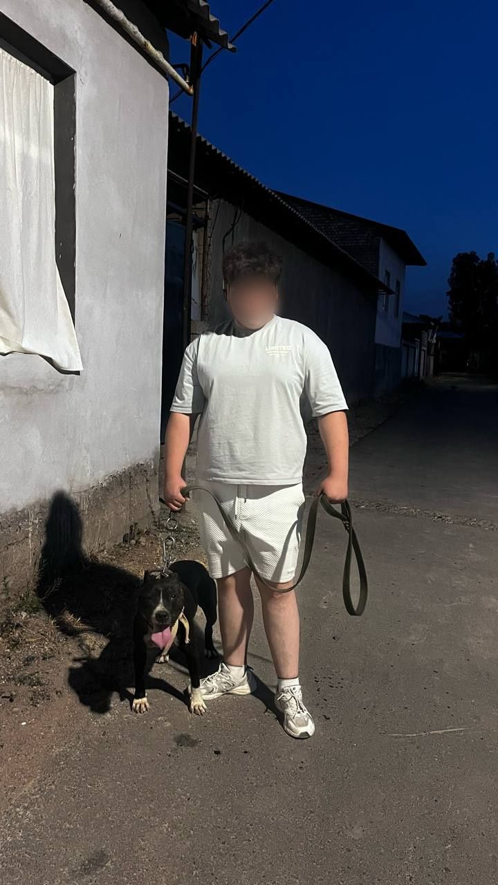 Продаётся чистокровный стаффорд очень срочно