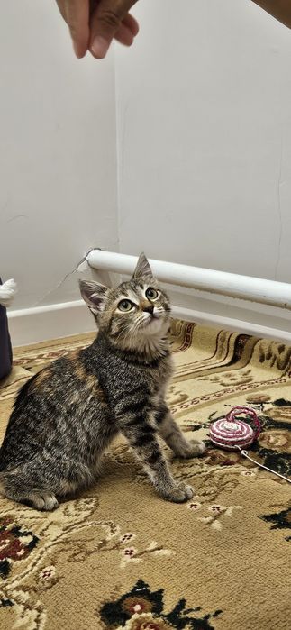 Отдам котенка в добрые руки