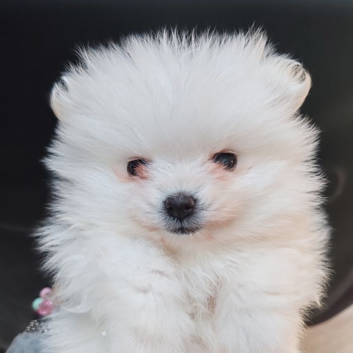 Cățel pomeranian