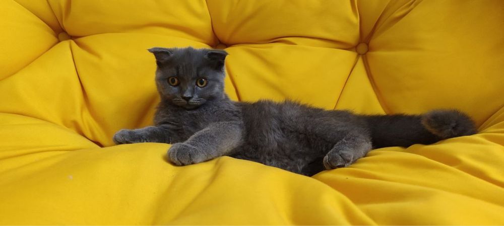 Котята умные фолд и страй мальчики