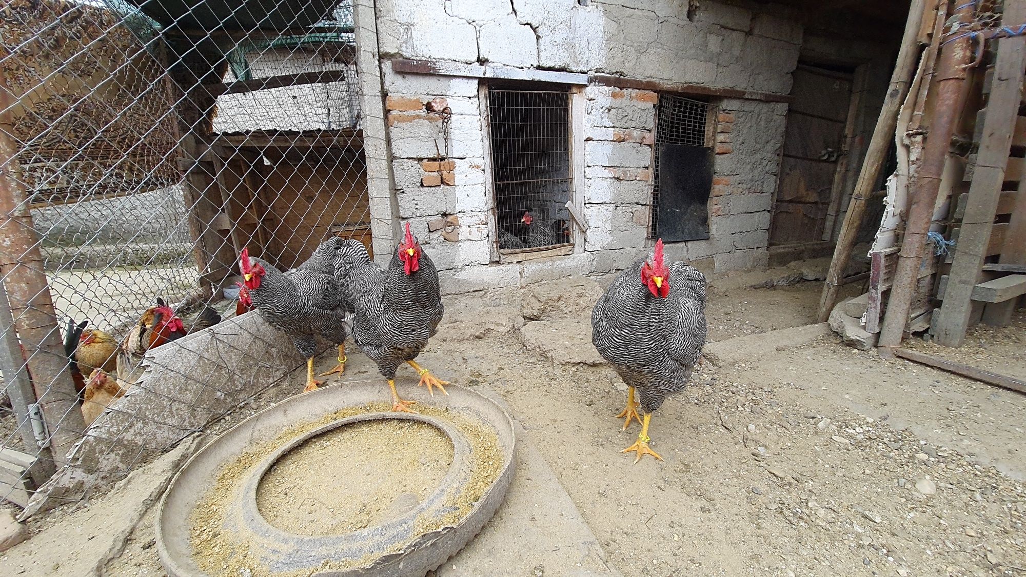 Cocoși plymouth rock barat