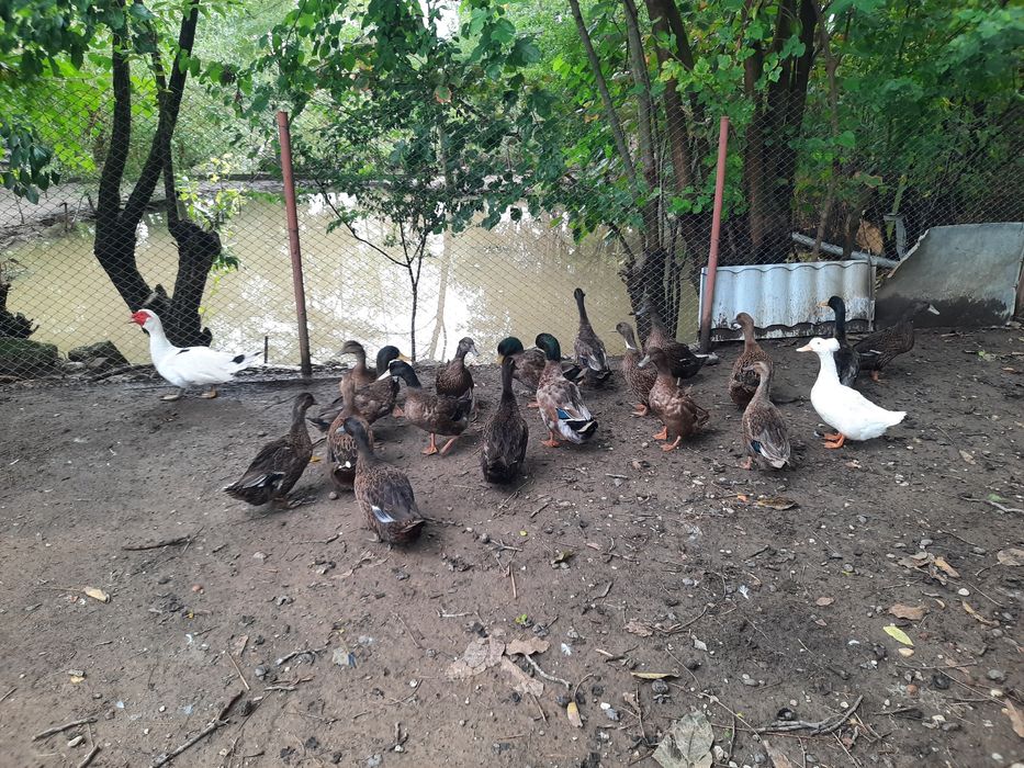 Rațoi românești culoare sălbatic