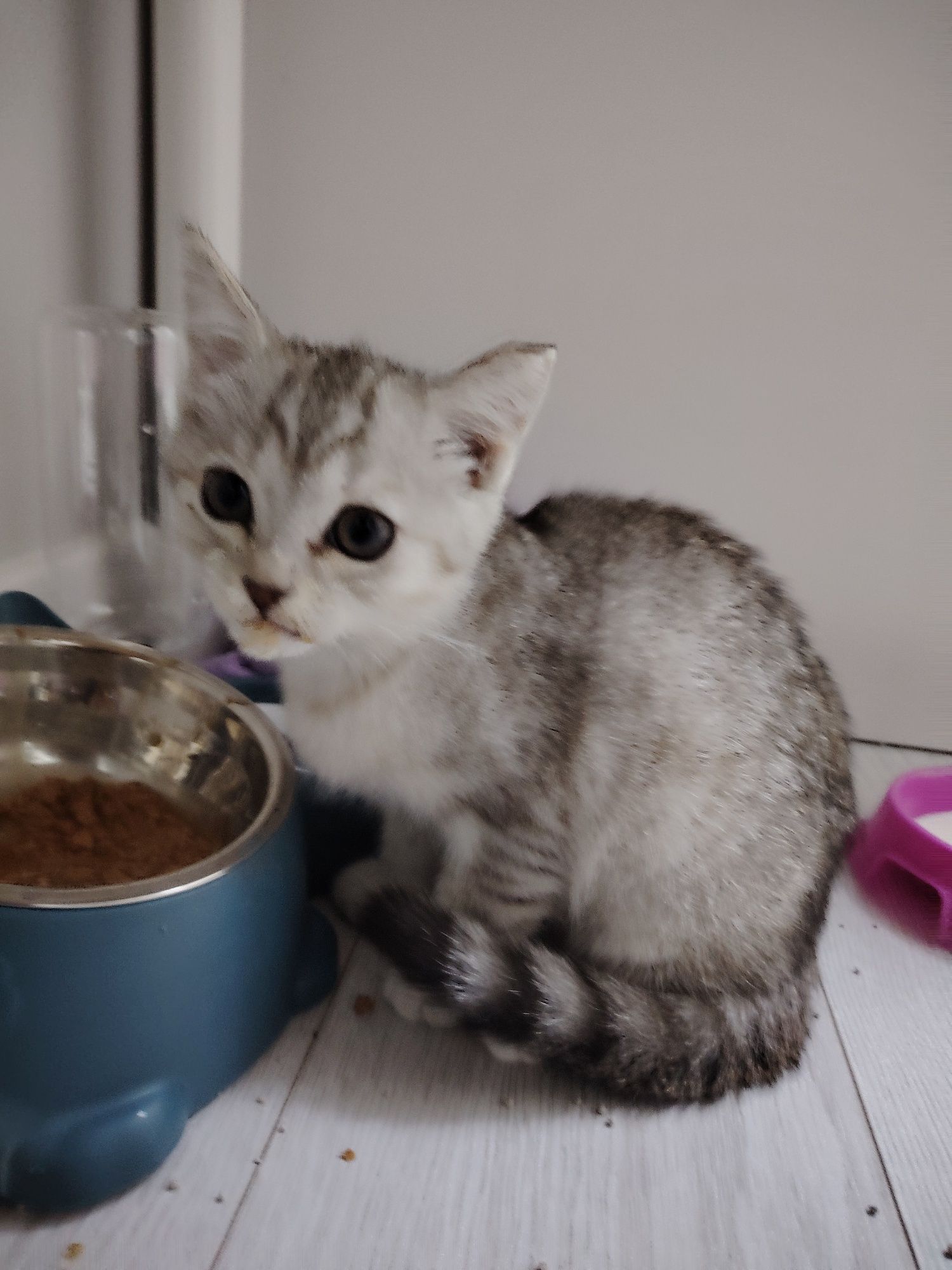 Котёнок продается