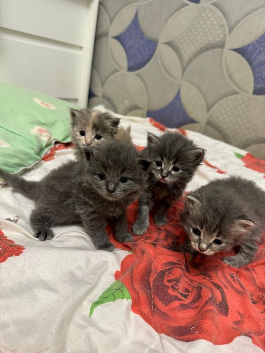 Кошкааа 4 апталык