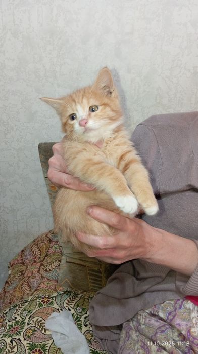 Отдам котёнка в добрые руки