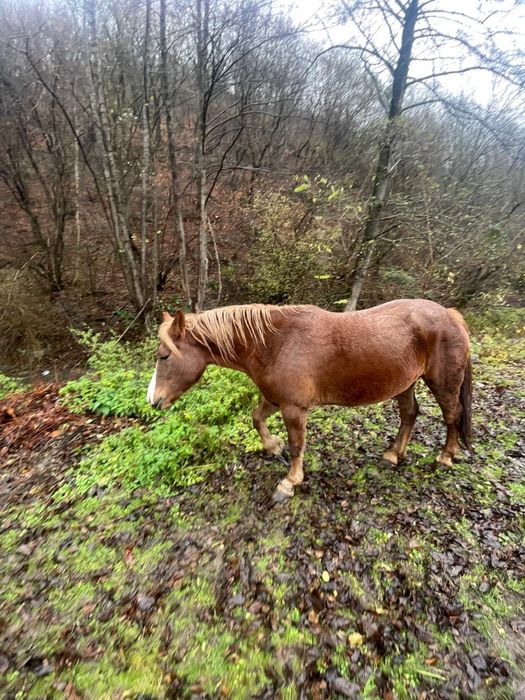 Manza de vnzare de 3 ani