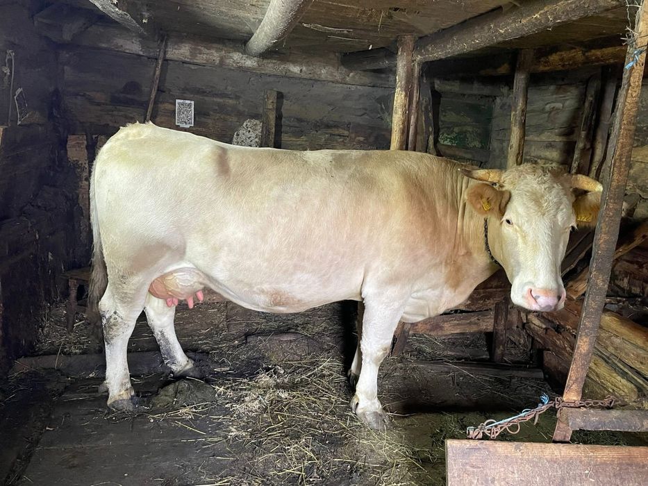 Vand vaca la pret de neratat