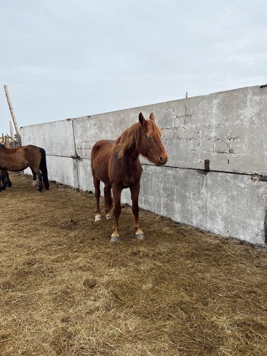 продам жеребцов или обмен на другого жеребца