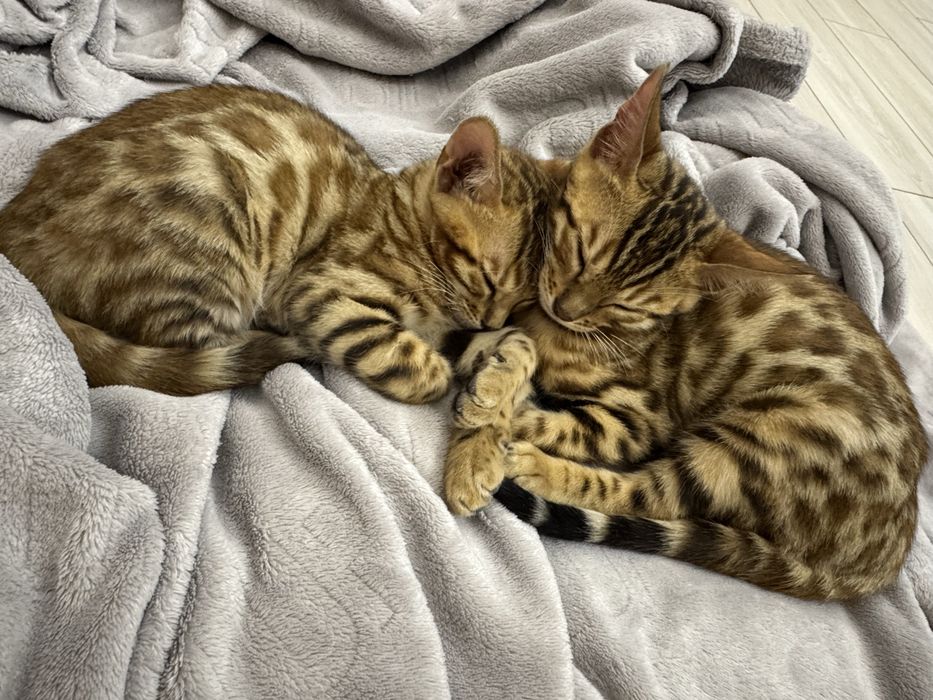 Бенгальские котята, бенгал мушук, кошки, коты, животные