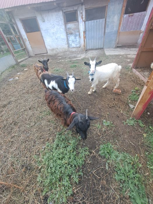 Iezi de vanzare 4-5 luni