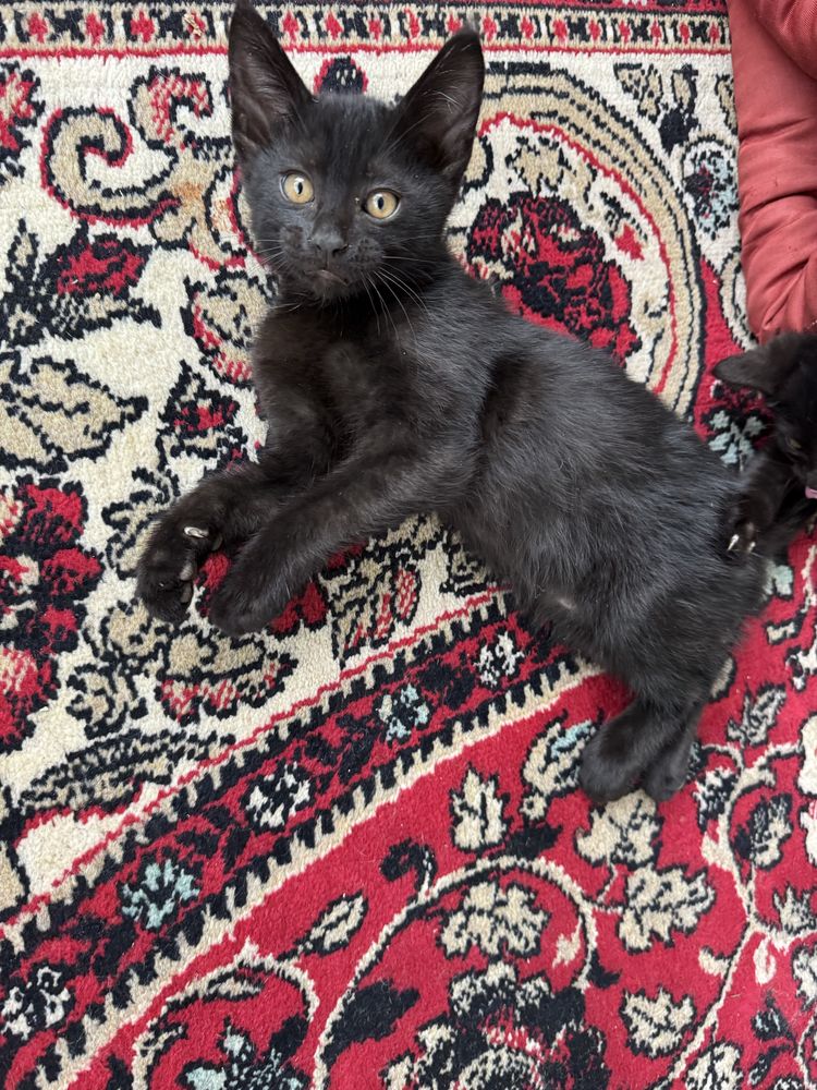 Котята