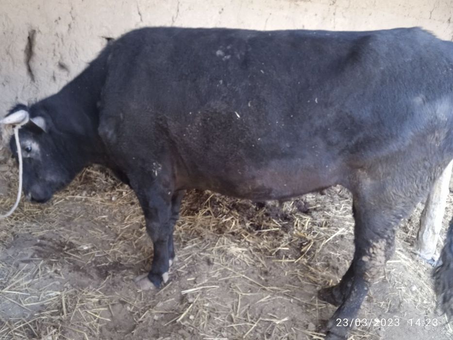 Hokiz sotiladi narxi  22 mln  galishiladi