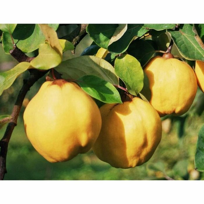 Pomi Fructiferi Columnari soiuri de gutui