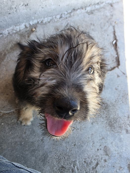 Se oferă spre adopție