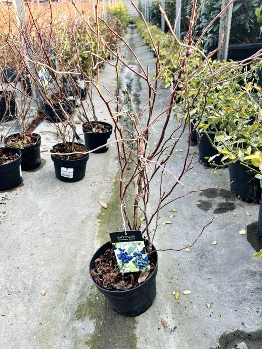 Голубика - ходовые сорта