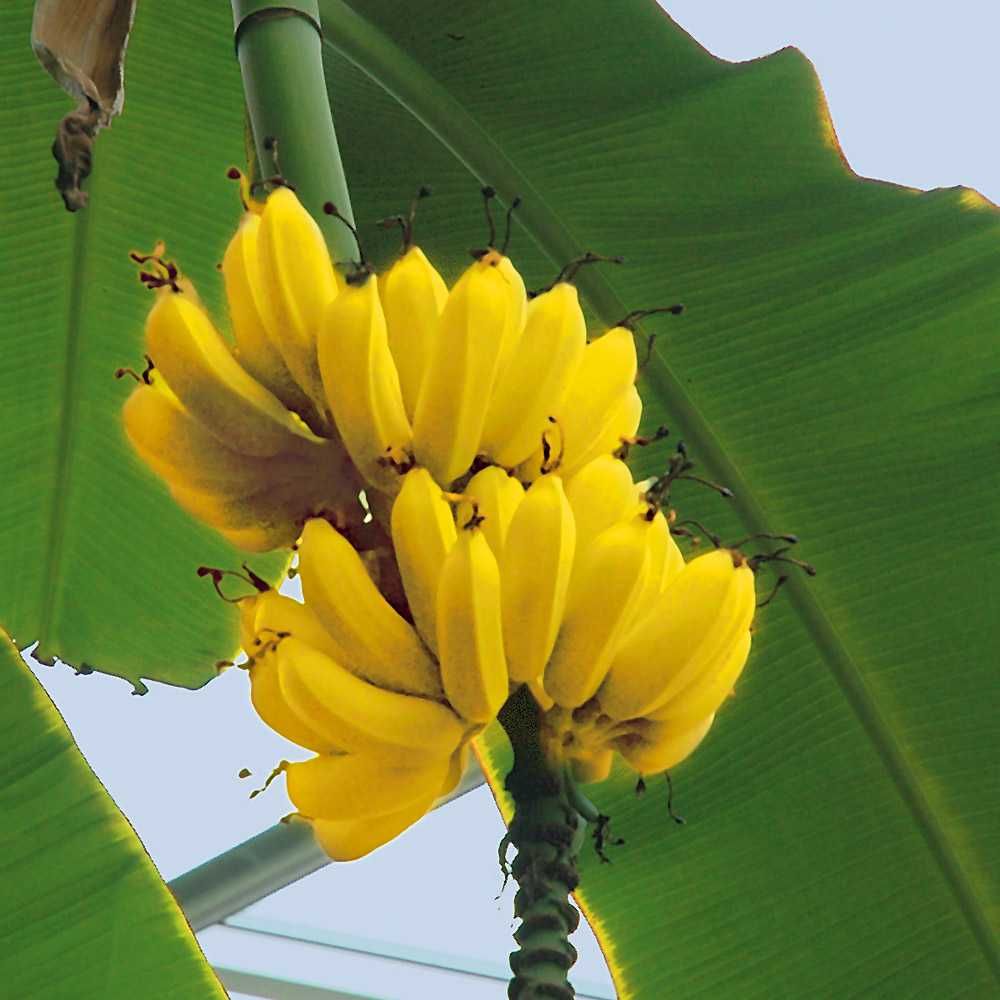 Bananier Musa ( Banan - rezistent la -10 °C) - Plantă de Grădină