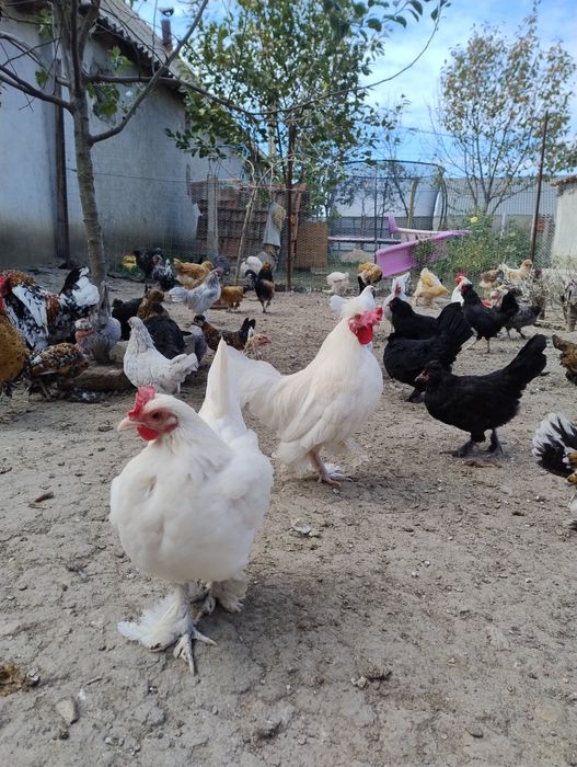 Găini pitice tinere