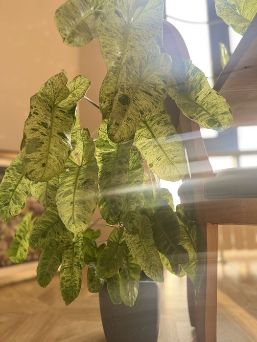 Филодендрон Параисо Верде Paraiso Verde